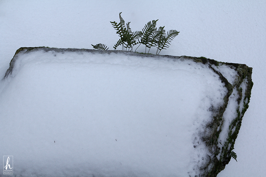 parallelogram with fern