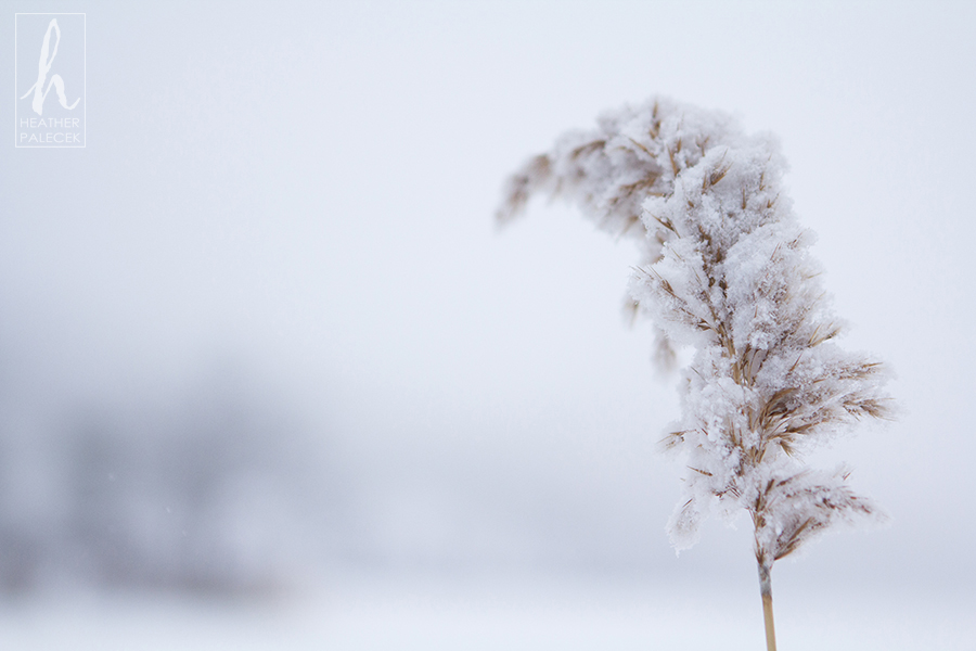The-Most-Beautiful-Snowy-Plant