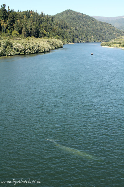 Whales in the Klamath