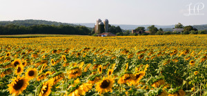 Maternity Photos at the Sussex County Sunflower Maze {{NJ Portrait Photographer}}