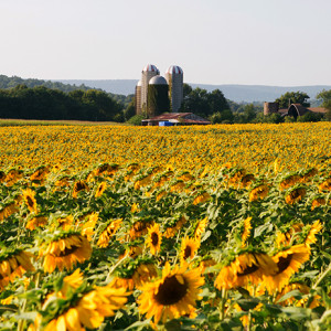 Maternity Photos at the Sussex County Sunflower Maze {{NJ Portrait Photographer}}