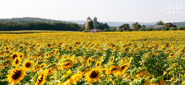 Sunflower Field
