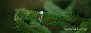 Proposal at Christmas Tree Farm  {NJ Wedding Proposal Photographer Hamilton NJ}