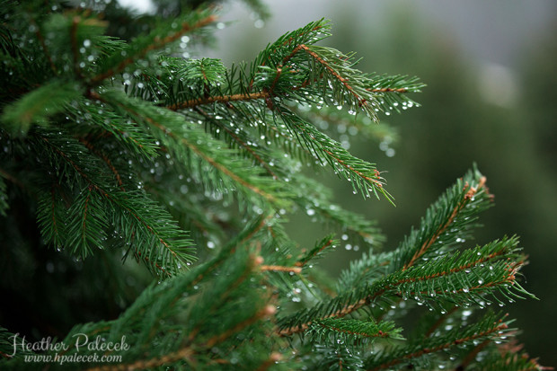 Griffins-Tree-Farm-NJ