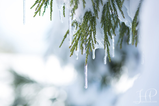 Winter-Storm-Jonas-2016-Snow