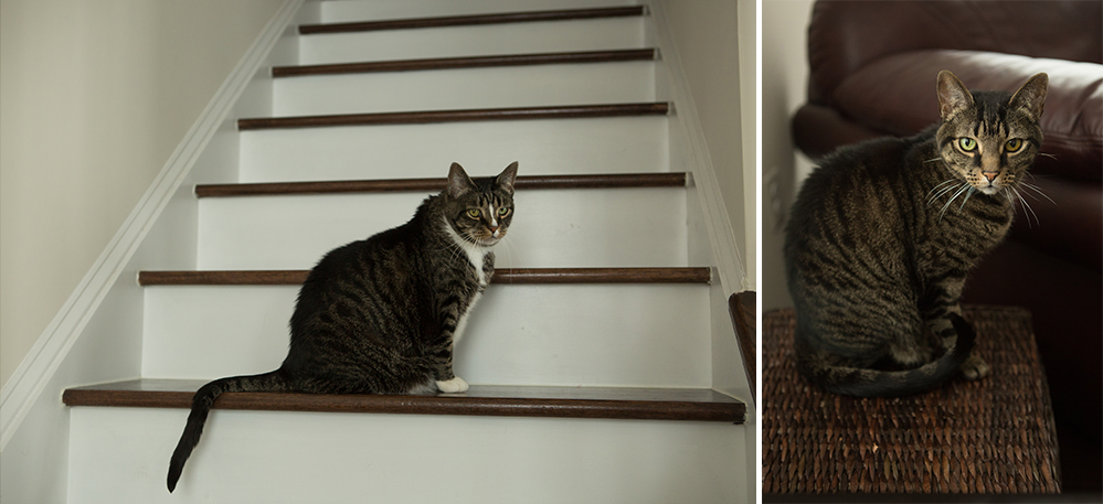 Cats Lifestyle Newborn Session Manassas VA