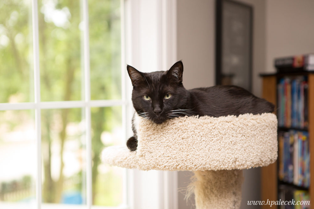 Finding Dory Birthday Party