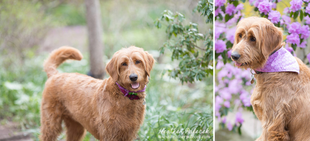 Tips for bringing dog to portrait session
