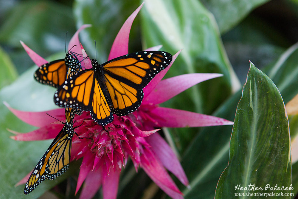 Monarch Butterflies