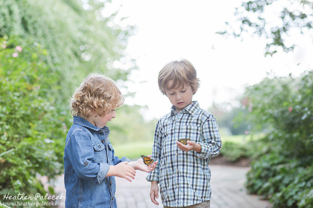 Monarch Butterfly Family Photos