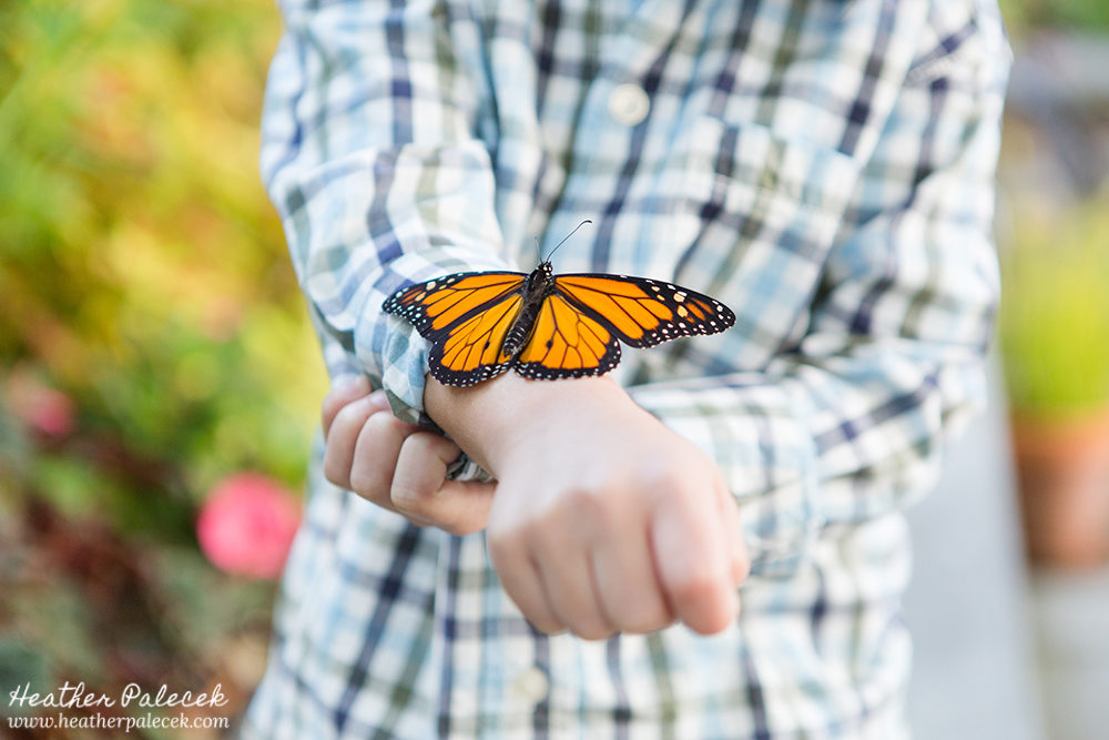 Butterfly Release