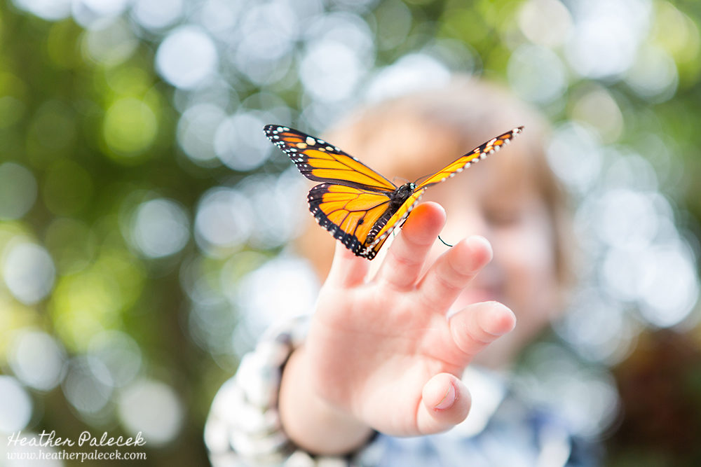 Monarch Butterfly Release