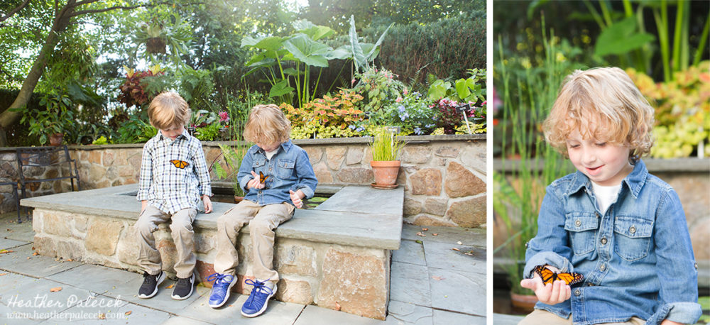 Monarch Butterfly Release