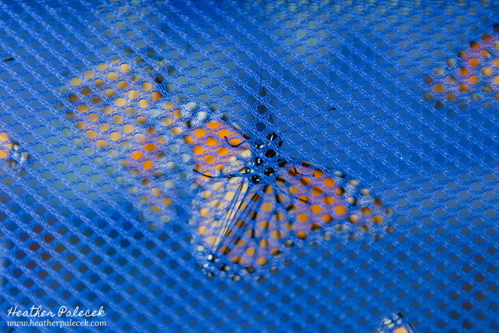 Monarch Butterfly Release