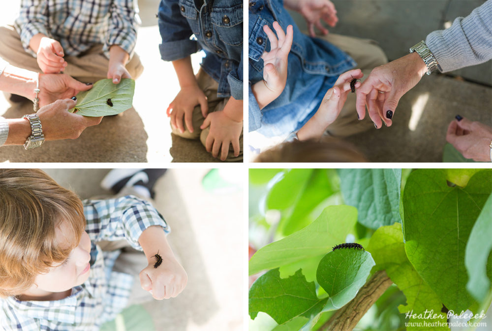 Pipevine Swallowtail