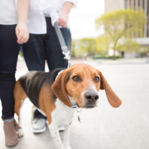 Tips for Bringing your Dog to a Portrait Session