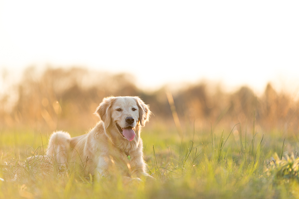 yellow lab