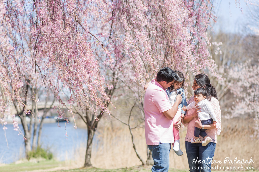 family portrait in cherry blossom trees