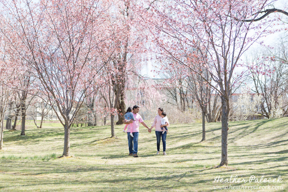 family portrait in cherry blossom trees