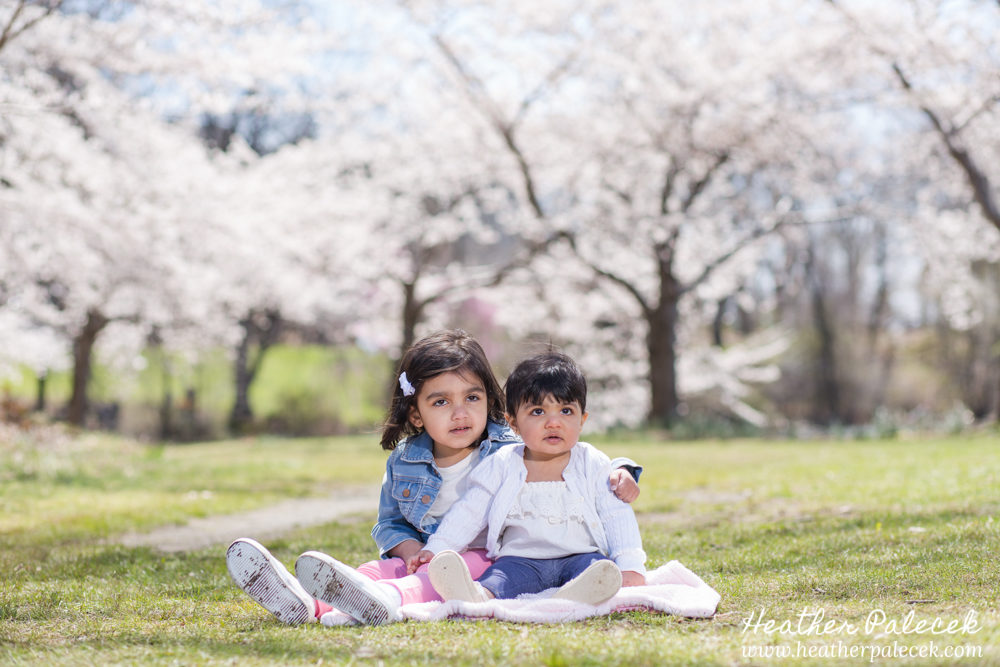 family portrait in cherry blossom trees