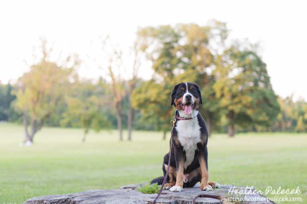 bernese mountain dog