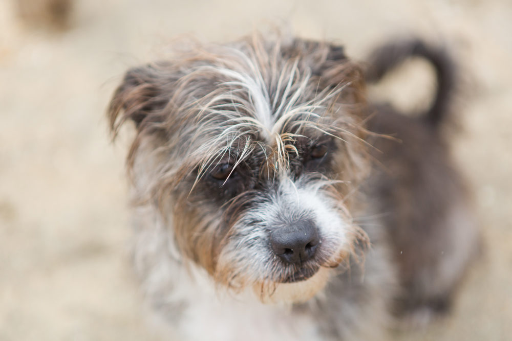 close up of dog on the beach
