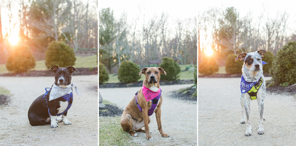 collage of three dog portraits